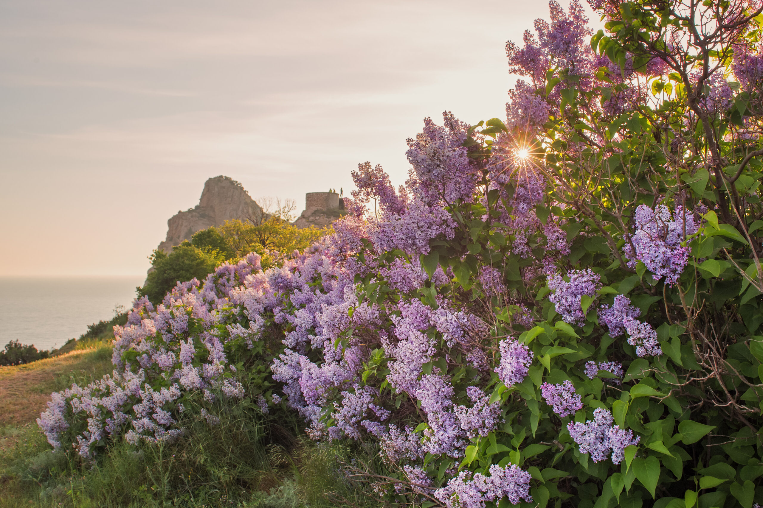Lilac flowers on the background of the sea and mountains. Beautiful spring landscape with a lilac bush. Syringa blooms in spring.